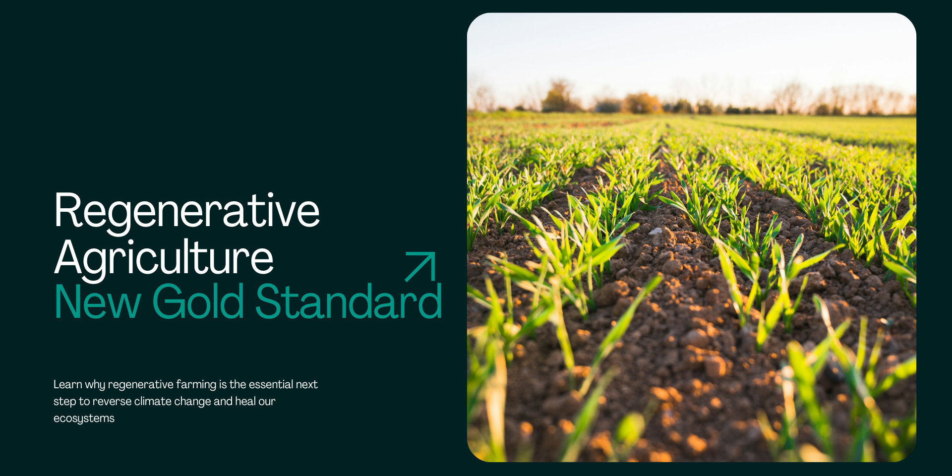  Beyond "Sustain": Why Regenerative Agriculture is the New Gold Standard