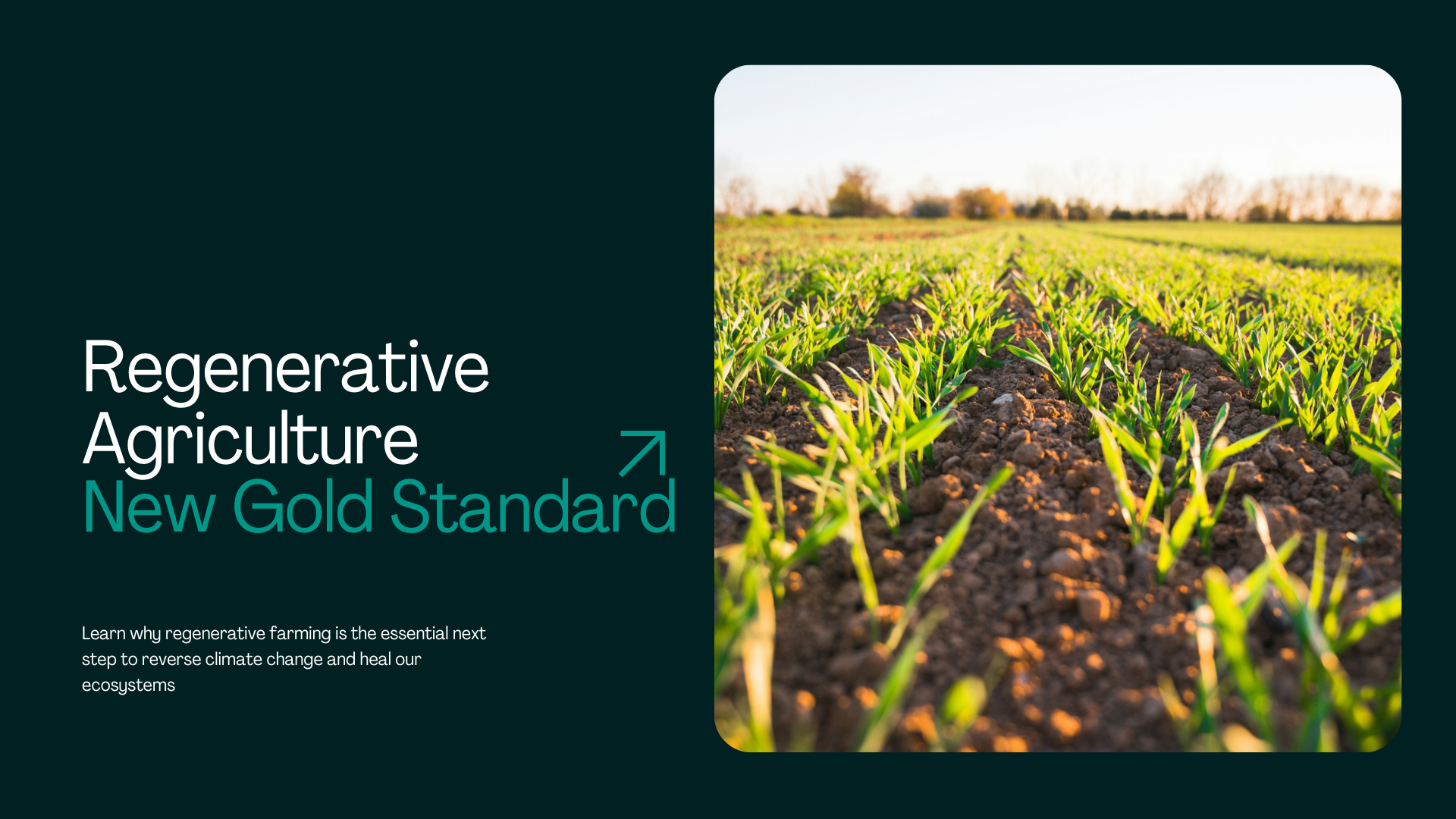  Beyond "Sustain": Why Regenerative Agriculture is the New Gold Standard